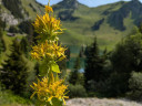 Bild einer gelben Blume mit einer grünen Wiese und Bergesee im Hintergrund.