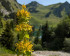 Bild einer gelben Blume mit einer grünen Wiese und Bergesee im Hintergrund.