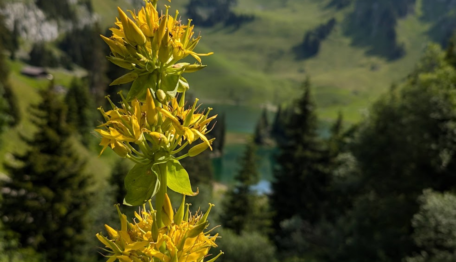 Bild einer gelben Blume mit einer grünen Wiese und Bergesee im Hintergrund.